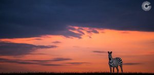 Maasai Mara 