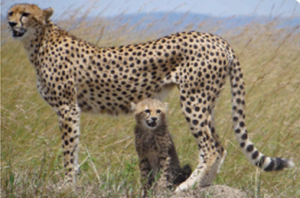 Cheetahs in the Wild 