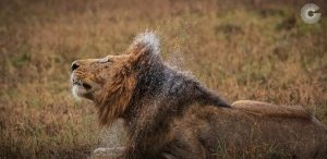 Photo of Lion for Greatest Mara Photographer of the Year Submission