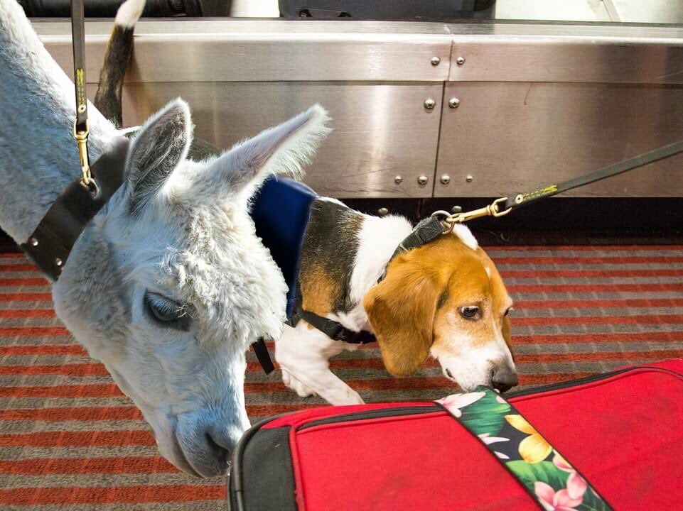 Llama at Denver International Airport