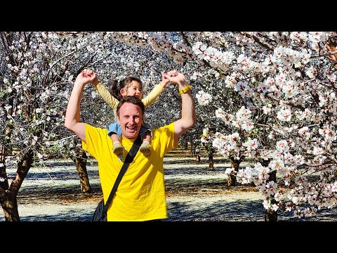 7 Best Almond Blossom Spots in California’s Central Valley