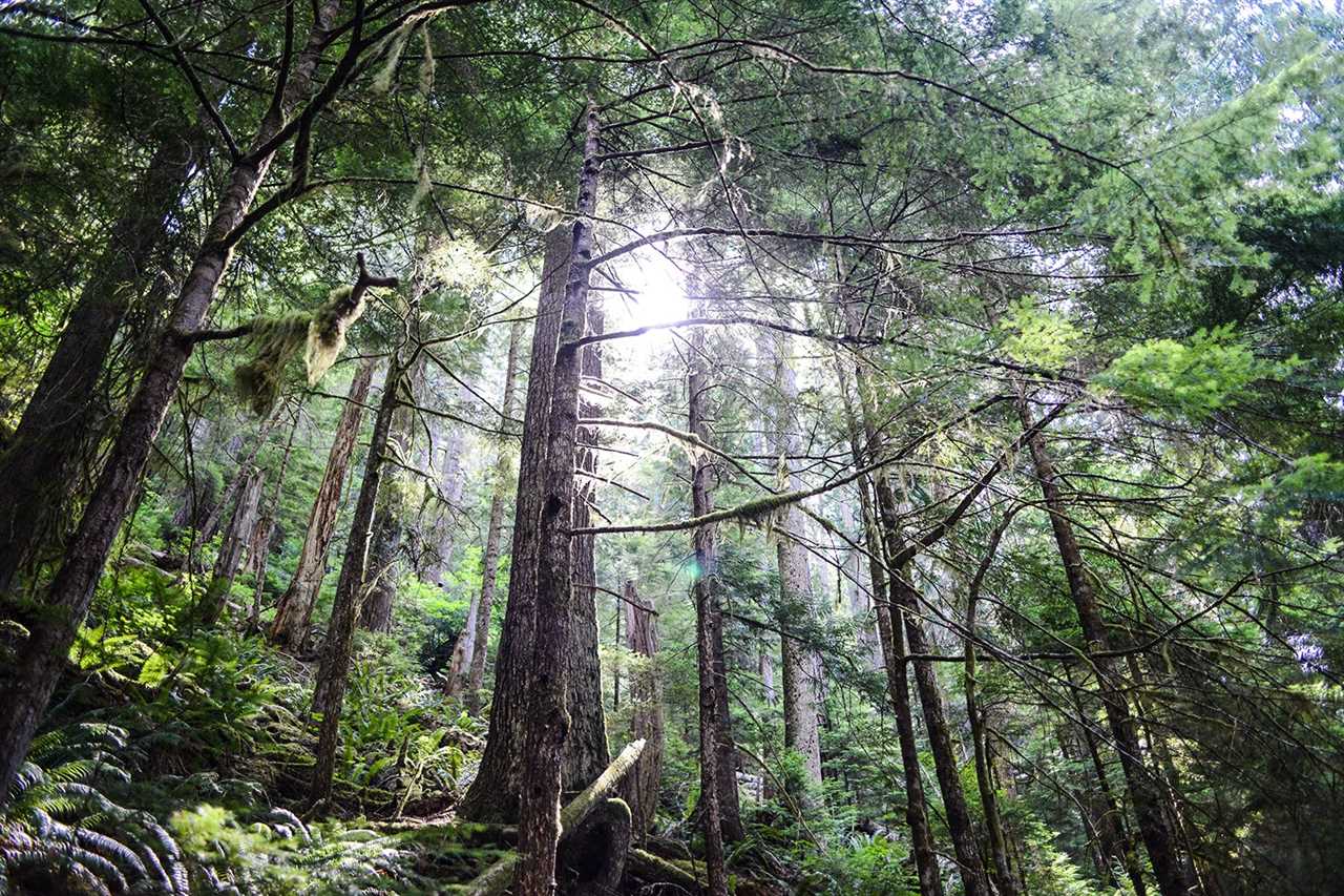 olympic national park