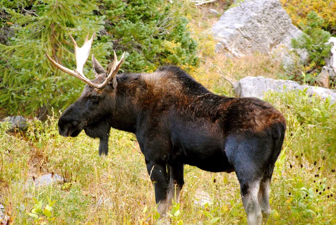  Moose on the trails in Park City, Utah