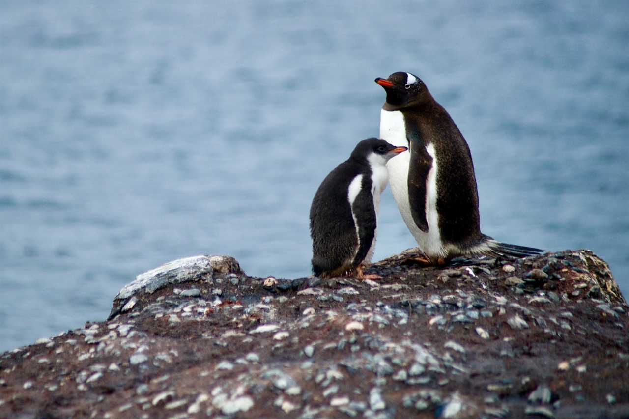 scenic tourism company Antarctica Flights causing a stir in the Antarctic