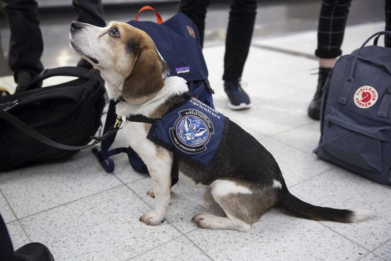 The ‘Beagle Brigade’ sniffs out trouble at America’s airports