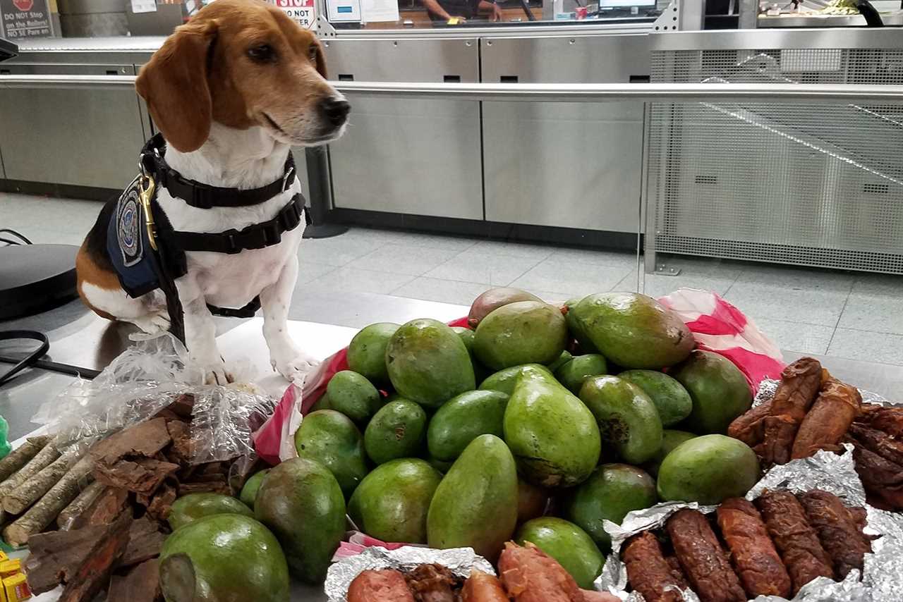 The ‘Beagle Brigade’ sniffs out trouble at America’s airports