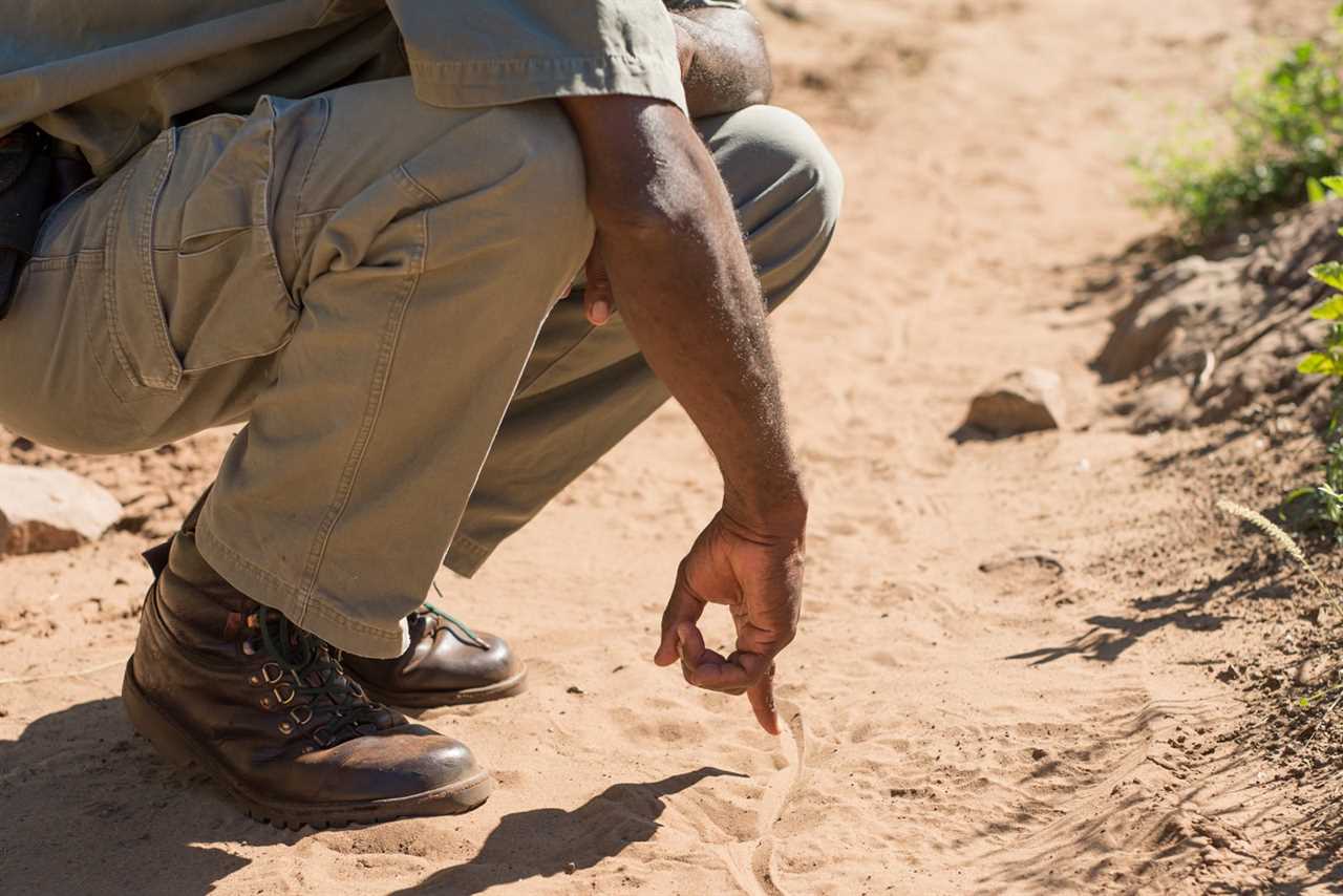 Up close and animal: Why walking safaris are so worthwhile