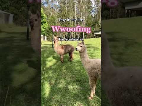 WWOOFING DAY IN MY LIFE VLOG (Volunteer Abroad)