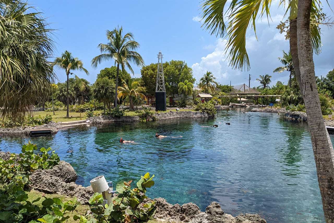 Snorkeling with turtles in a manmade lagoon at the Cayman Turtle Center