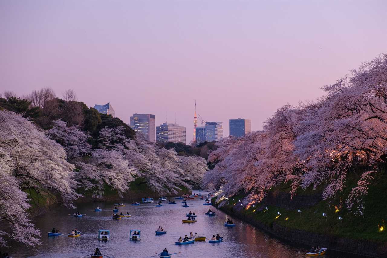 Cherry Blossom, Japan