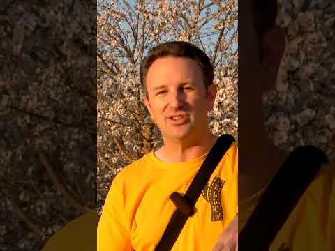 Bakersfield's Incredible Almond Blossoms