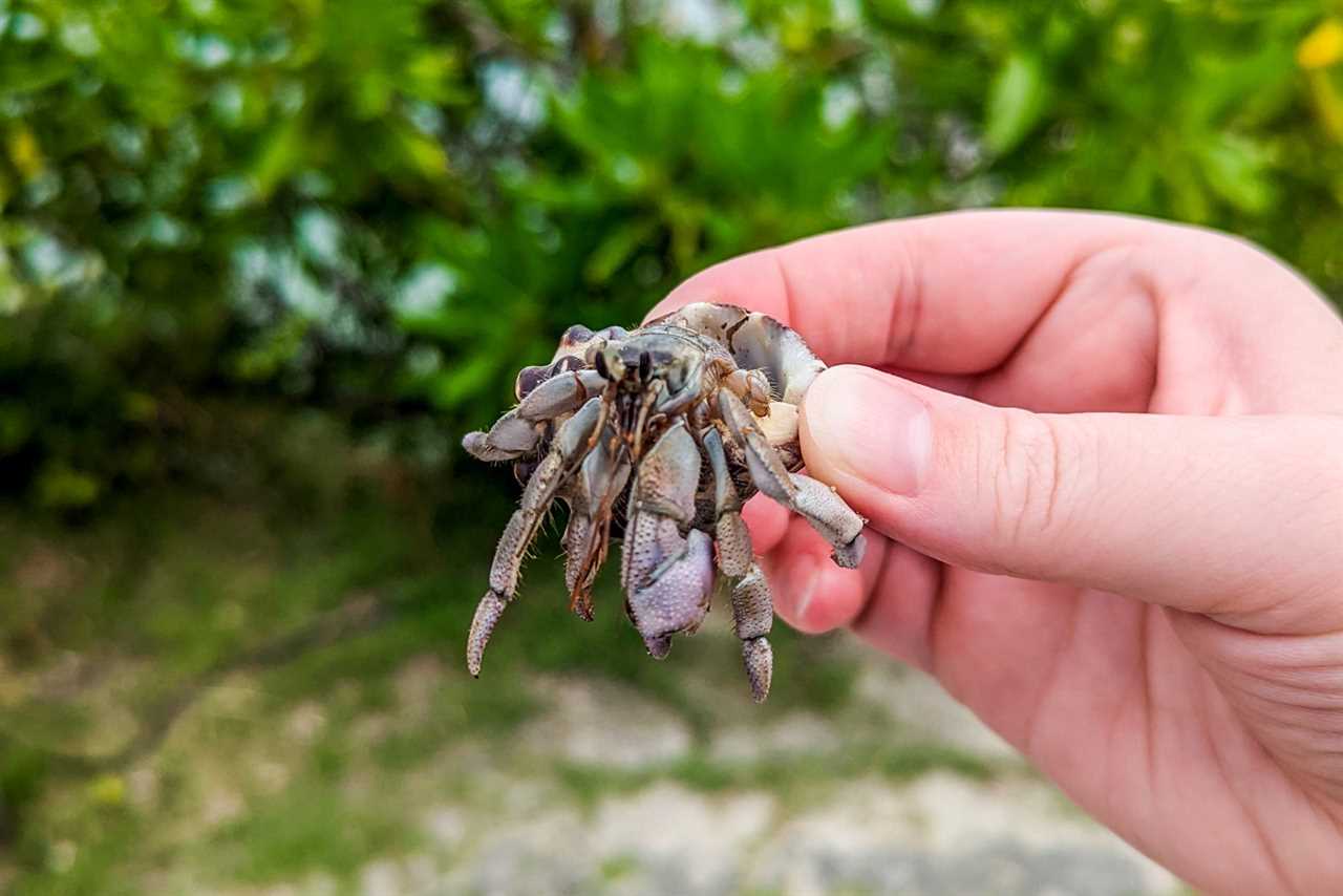 Six Senses Yao Noi crab