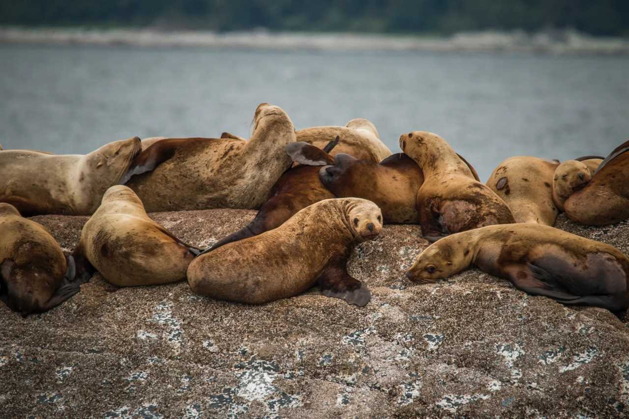 Seals piling up in Juneau, Alaska. (Photo by Steve Halama/Unsplash)