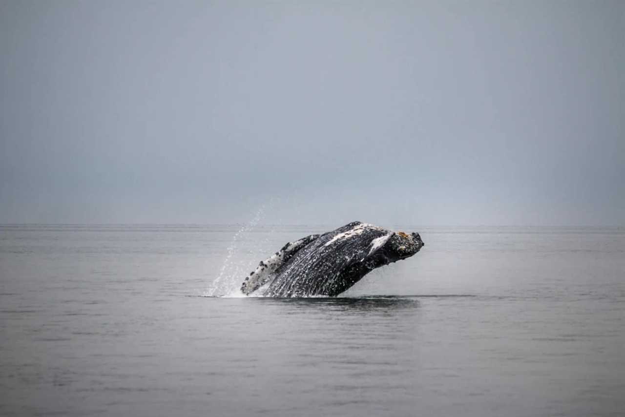 Cruises come with the opportunity to spot wildlife, like this whale in Juneau, Alaska. (Photo by Steve Halama/Unsplash)