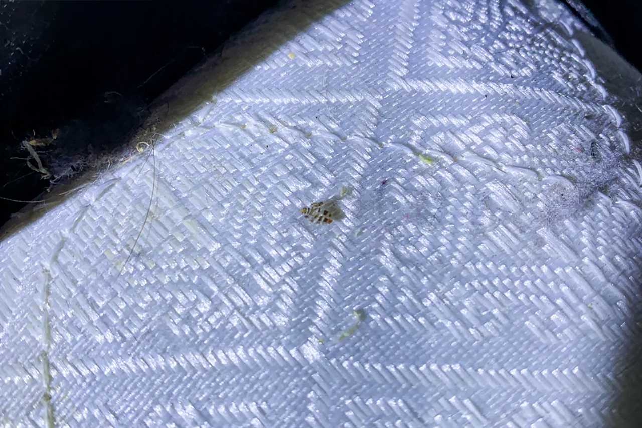 Bedbugs found at 7 Vegas resorts: What it’s like dealing with an infestation