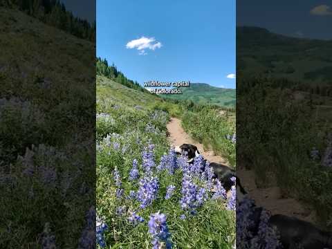 The wildflower capital of Colorado! #colorado #wildflowers #travelvlog