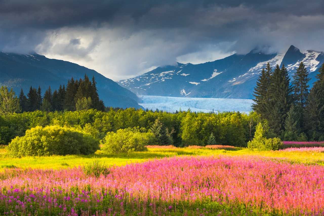 Field of colorfull fireweed flowers in front of Mendenhall Glacier in Alaska