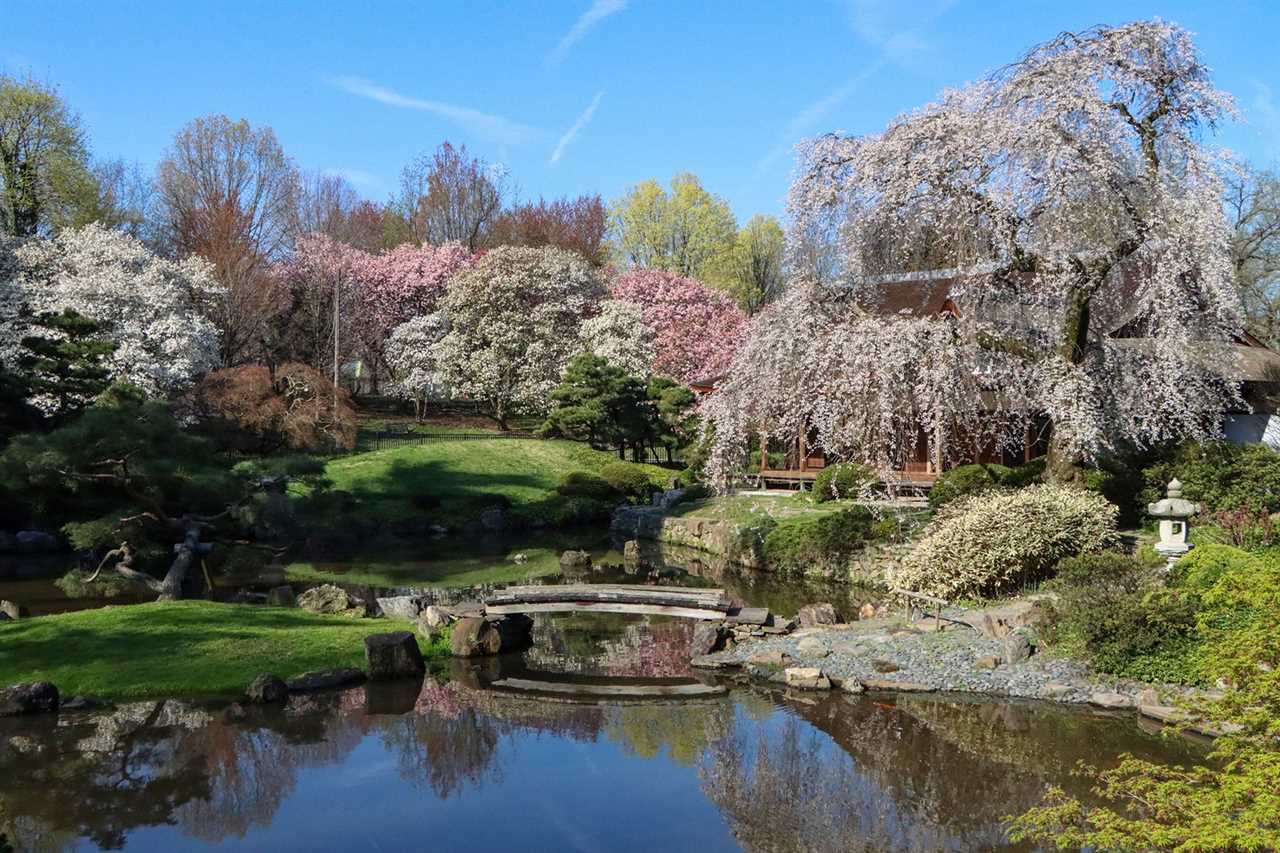 cherry blossom park