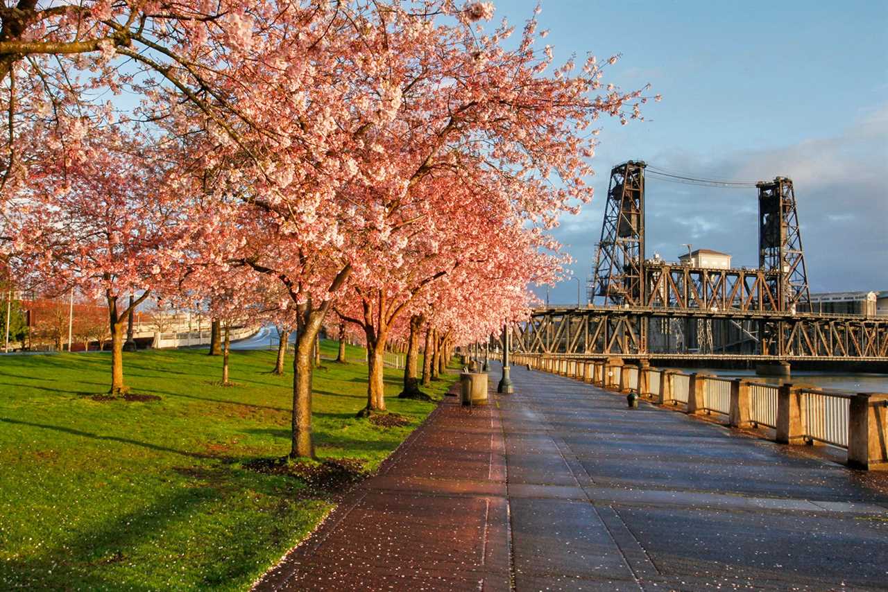 cherry blossoms portland