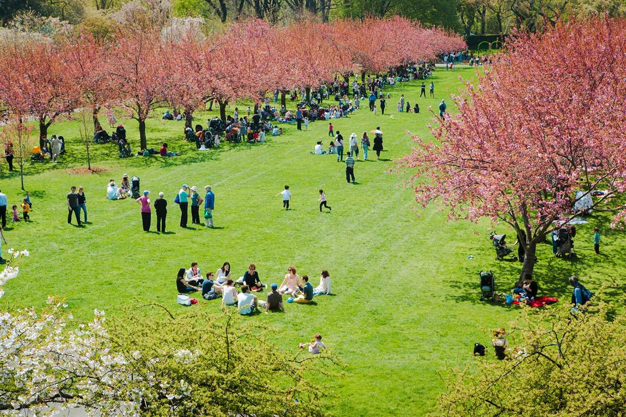 brooklyn cherry blossom