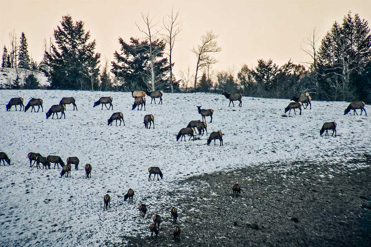 Waffles on the mountaintop and wildlife safaris: 7 family-friendly things to do in Jackson Hole during winter