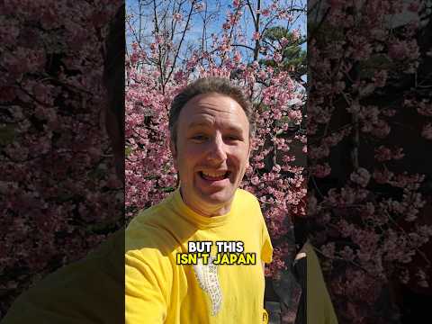 🌸 Cherry Blossoms in Los Angeles 🌸