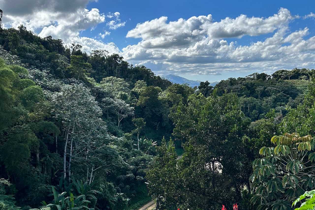 The lush forests of Puerto Rico