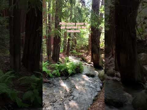 POV: you’re getting married in the redwoods! #shorts #bigsur #wedding